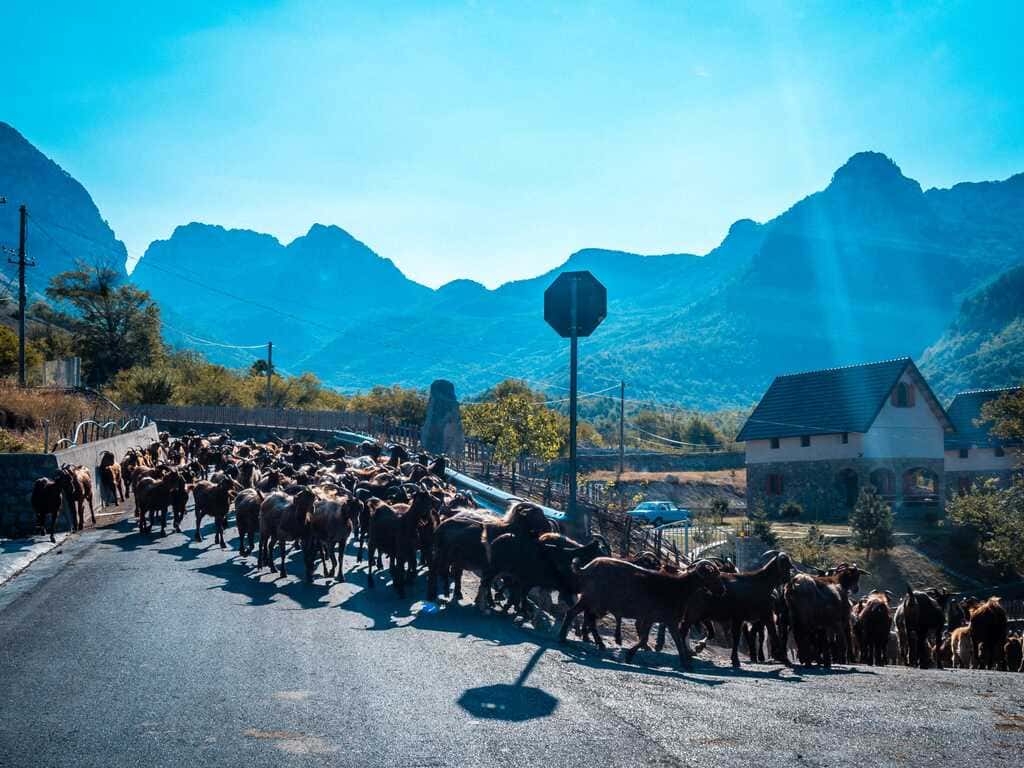 Weg naar Theth Albanië Bergweg met geiten